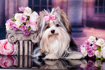 dog Biewer Yorkshire Terrier and flowers