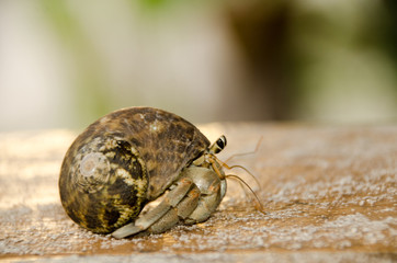 Colorful wild crab with shell (Paguroidea on the beach)