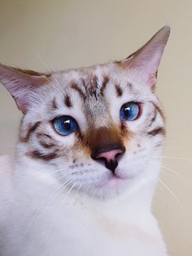 ritratto del gatto bengala snow lynx