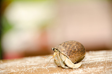Colorful wild crab with shell (Paguroidea on the beach)
