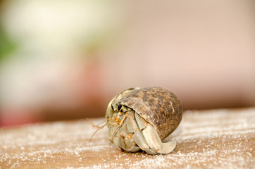 Colorful wild crab with shell (Paguroidea on the beach)