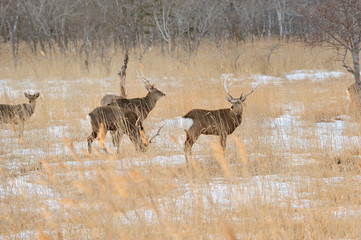 冬のエゾシカ