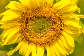 Obraz premium Sunflower is distorted due to lack of maintenance, infection, insect damage, water shortage and pestilence. 