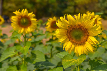Sunflower is distorted due to lack of maintenance, infection, insect damage, water shortage and pestilence.
