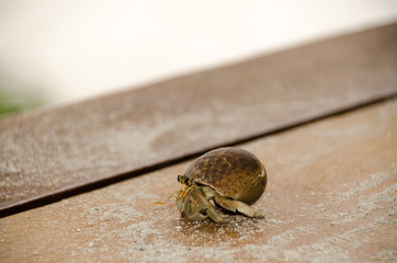 Colorful wild crab with shell (Paguroidea on the beach)