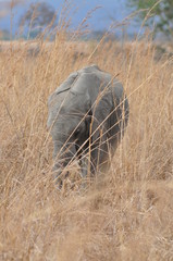 Baby elephant flat ears