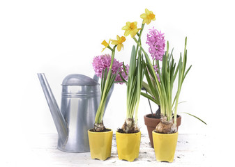 Fototapeta na wymiar daffodils in yellow pots in front of hyacinth and watering can on white background