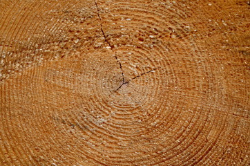 Tree trunk cut