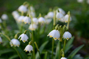 Snowflake flower
