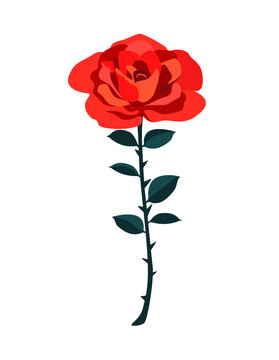 Beautiful red rose isolated on white background. Gorgeous flower in vector. Cute wedding illustration and Valentine's Day card