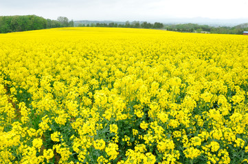 菜の花畑