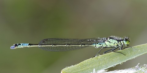Spearhead bluet