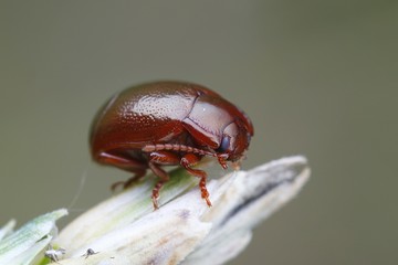 Brown mint leaf beetle, Chrysolina staphylaea