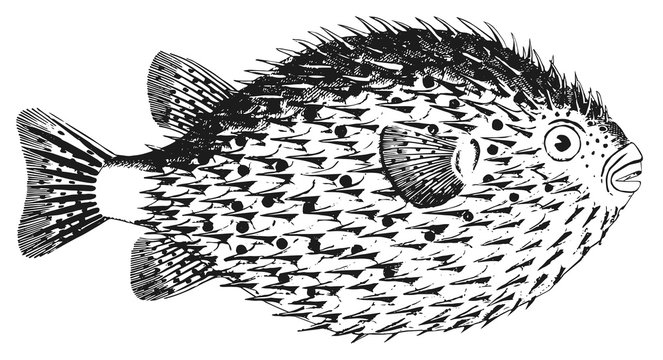 Igelfisch - Diodon Hystrix - sporcupinefish