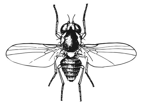 Fliege - Minierfliege - Agromyzidae - leaf-miner fly