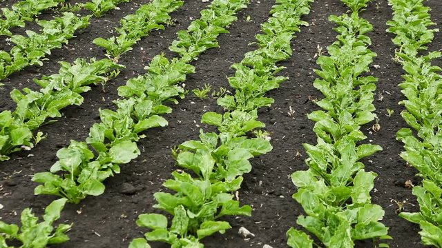 The cultivation of white beet. Field of young green sprouts of sugar beet. HD