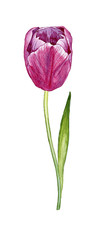 hand drwawn watercolor tulip