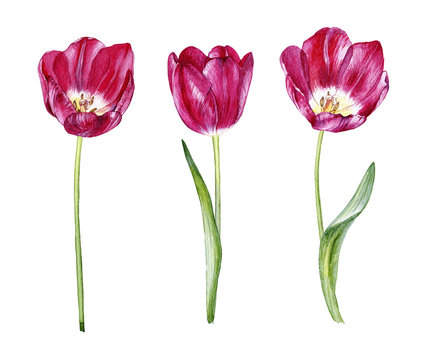 set of hand drwawn watercolor tulips