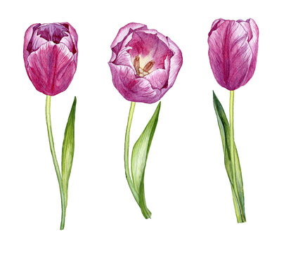 Set Of Hand Drwawn Watercolor Tulips