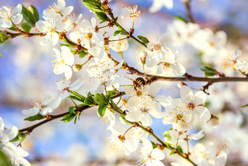 Fototapeta na wymiar Spring scenes, including blooming flowers, cherry blossoms