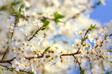 Obraz premium Honey bee flying to the White blooming flowers