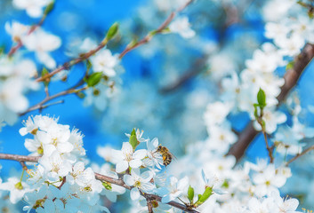 Honey bee flying to the White blooming flowers