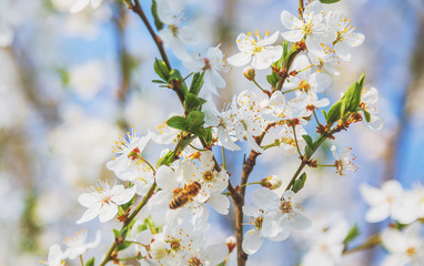 Cherry blossoms a blue sky, Honey bee flying to the White blooming flowers