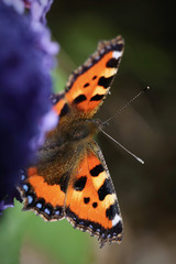 Tortouiseshell butterfly feeding on the plentiful nectar of the Buddleia