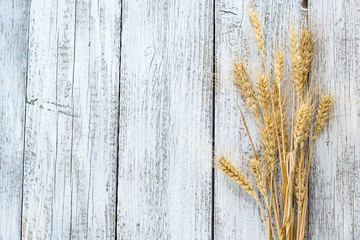 Spikelets of wheat on white old wooden table background