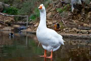 White Goose - closeup