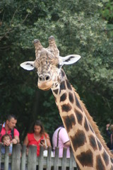 Girafe et Girafon