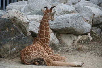 Obraz premium Girafe et Girafon