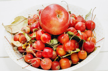 Red ripe apples Malus ‘Ranetka' on white background.