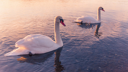 Double swans in lake with sunlight