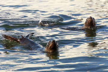 Obraz premium Couple of antarctic fur seals swimming in cold sea waters at Half Moon Island, Antarctic