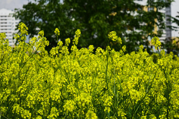 field of spring flowers
