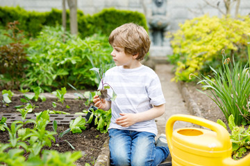Cute little preschool kid boy planting green salad seedlings in spring