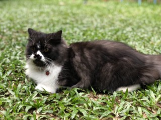 Naklejka na ściany i meble Black white cat lays on grass looking forward 