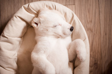 Fototapeta premium Cute alabai baby sleeping in bed on floor closeup. Domestic dog. Top view.