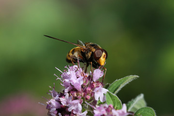 Hornet Hoverfly (Volucella Zonaria)