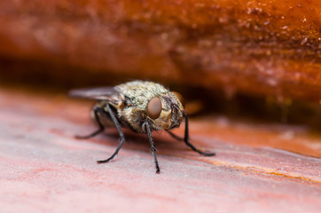 Meat Fly Insect On Red Background