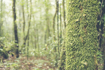 Naklejka premium landscape view of green tropical forest in Thailand