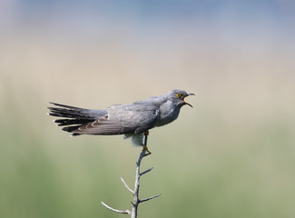 Common cuckoo sits on horizontal branch on blurred beige-blue background