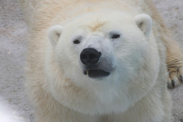 Fototapeta na wymiar Ours blanc polaire