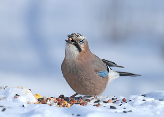 The Eurasian jay sits on the snow and tries to swallow peanuts. Close-up photo with details of plumage and iris. Nice blue blurred background.