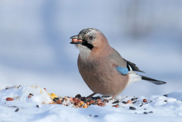 The Eurasian jay sits on the snow and tries to swallow two peanuts. Close-up photo with details of plumage and iris