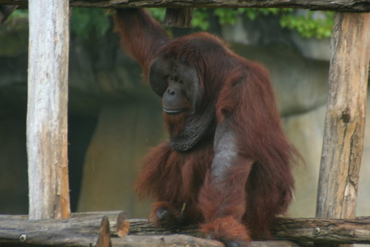 Orang Outan