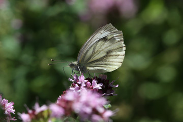 Marbled White resting in the sun