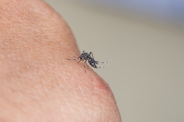 Mosquito sucking human blood