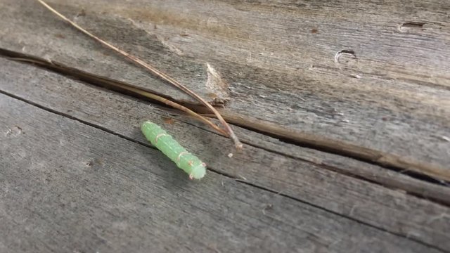 worm, wood, green worm, bug, tree, insect, tree worm